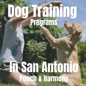 Dog training san antonio - Dog Training for San Antonio & Hill Country Our Approach To Dog Training. Marlene of PAWSitive Solutions believes that dogs are valued family members. If your dog is jumping on visitors, going potty in the house, pulling on the leash, nipping or just not listening…she can help with these and many other issues! ...